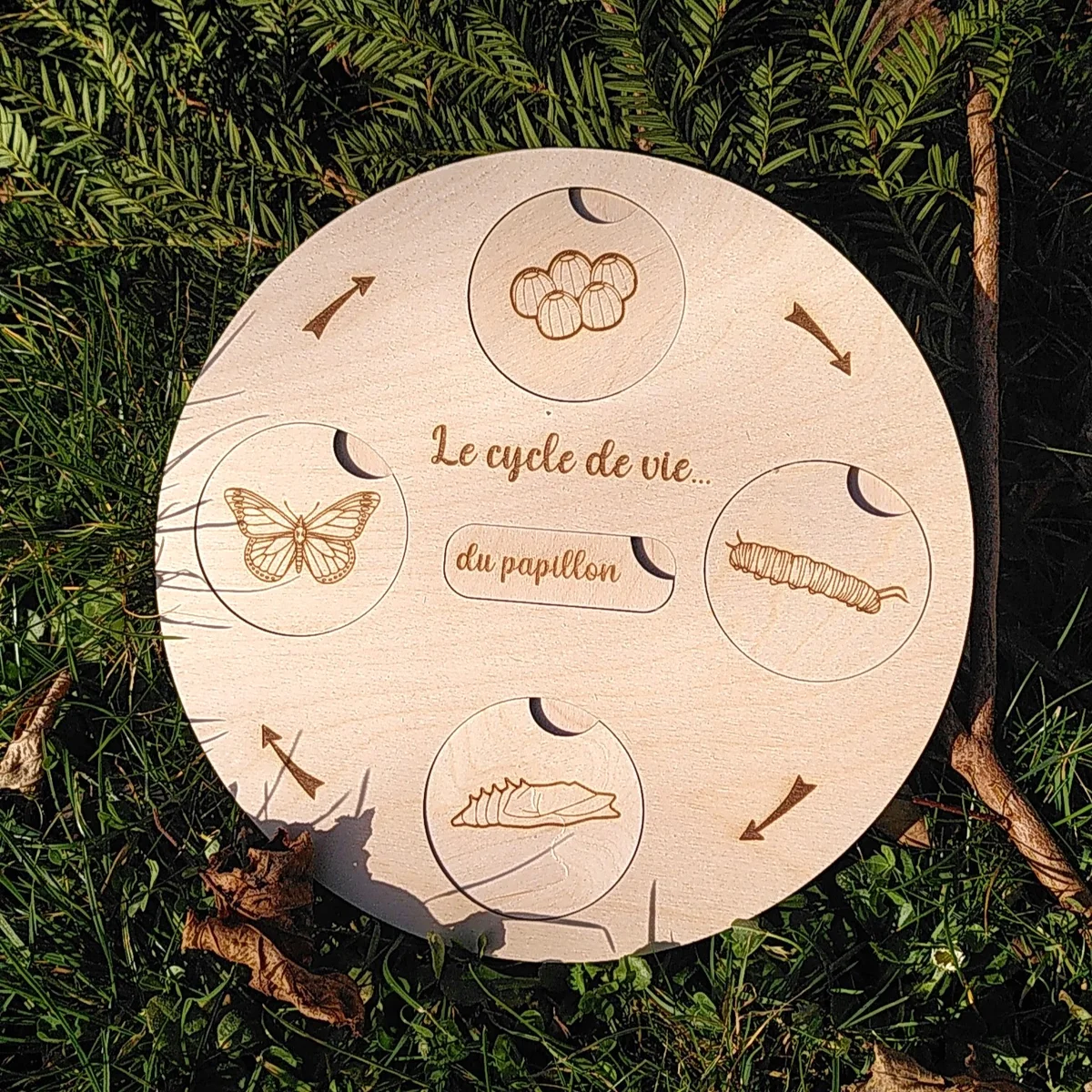 Aperçu 1 : Life cycle - Butterfly, frog, ladybug, hen, oak tree