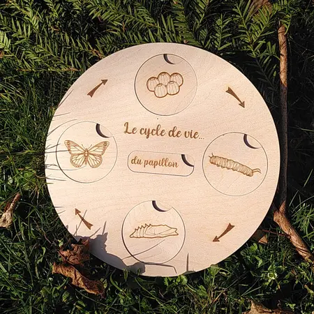 Life cycle - Butterfly, frog, ladybug, hen, oak tree